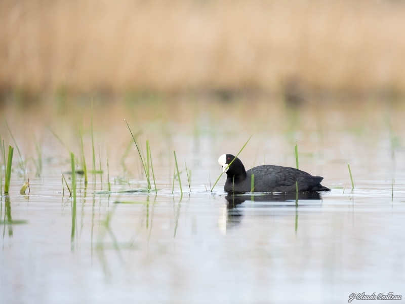 Photo Oiseaux Foulque macroule (Fulica atra)