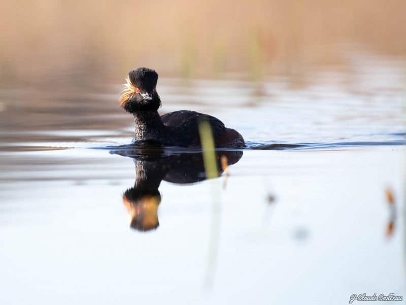 Photo Oiseaux Grèbe à cou noir (Podiceps nigricollis)