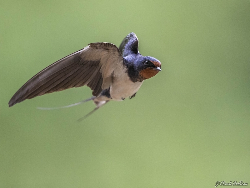 Photo Oiseaux Hirondelle rustique (Hirundo rustica)