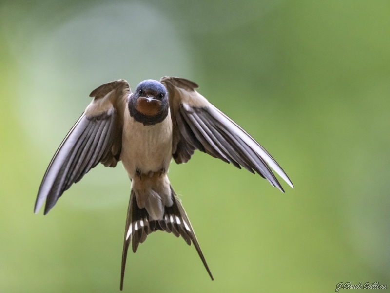 Photo Oiseaux Hirondelle rustique (Hirundo rustica)