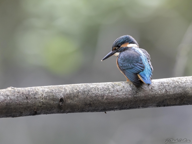 Photo Oiseaux Martin-pêcheur d'Europe (Alcedo atthis)