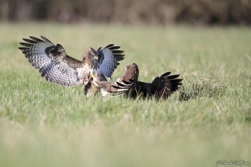 Photo Oiseaux Buse variable (Buteo Buteo)