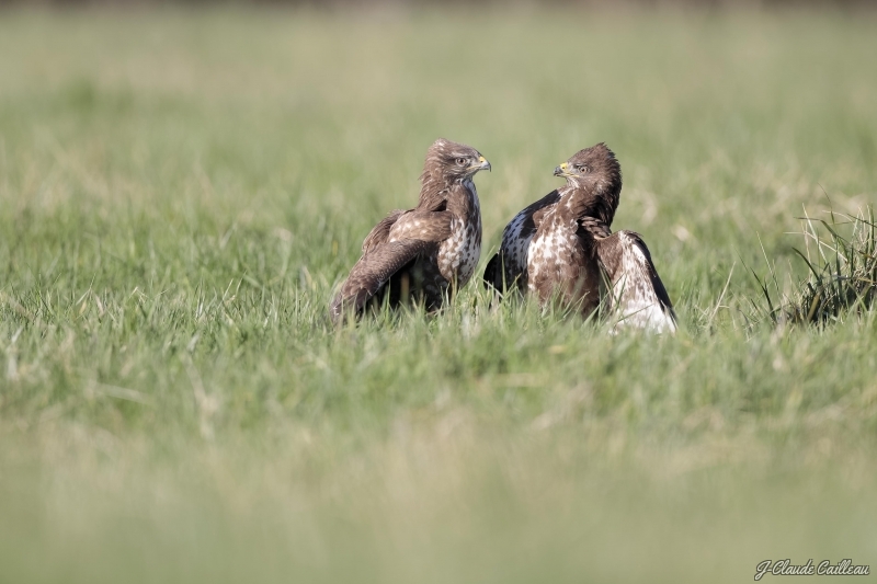 Photo Oiseaux Buse variable (Buteo Buteo)