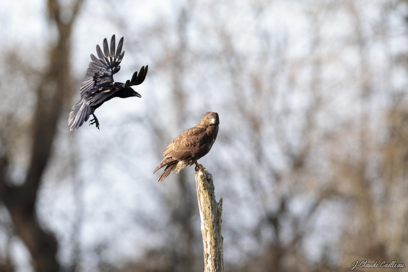 Photo Oiseaux Buse variable (Buteo Buteo)