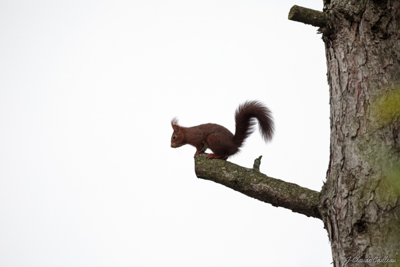 Photo Mammifères Ecureuil roux (Sciurus vulgaris)