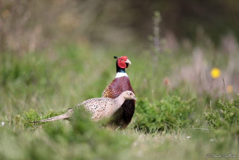 210421_I6A6736.jpg Faisan de Colchide (Phasianus colchicus)