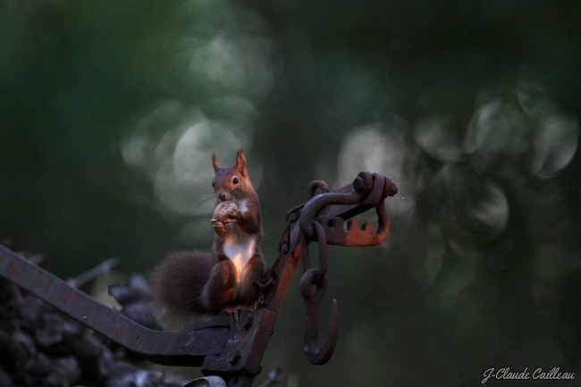 Photo Mammifères Ecureuil roux (Sciurus vulgaris)