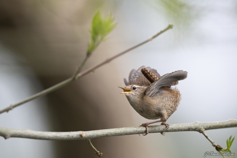 Photo Oiseaux Troglodyte mignon (Troglodytes troglodytes)