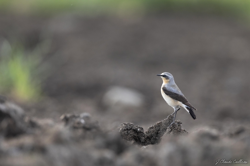 Photo Oiseaux Traquet motteux (Oenanthe oenanthe)