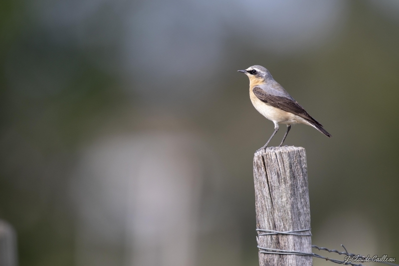 Photo Oiseaux Traquet motteux (Oenanthe oenanthe)