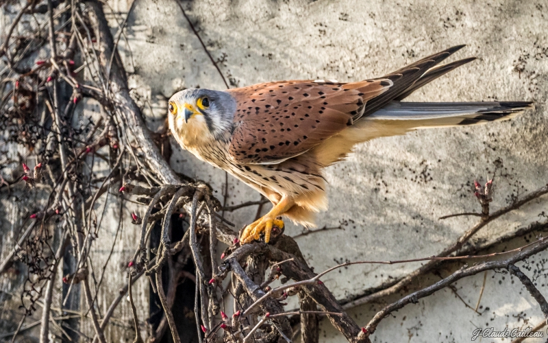 Photo Oiseaux Faucon crécerelle mâle (Falco tinnunculus)