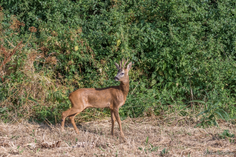 Photo Mammifères Chevreuil (Brocard)