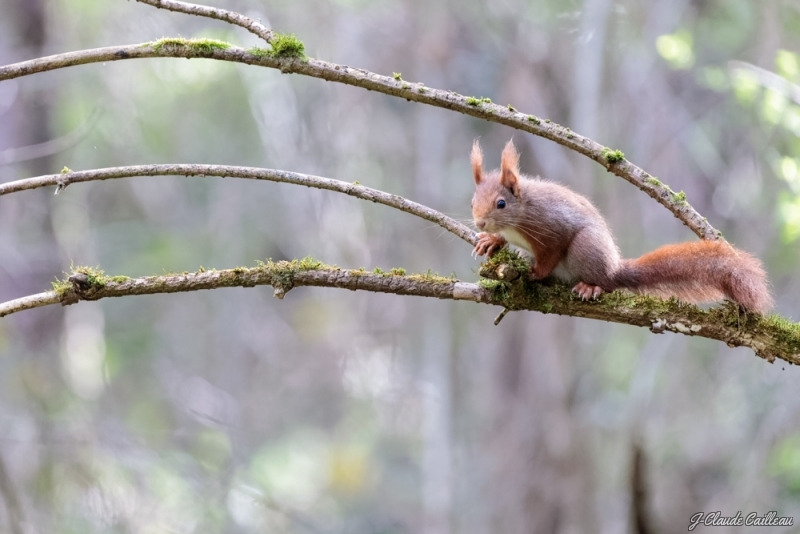 Photo Mammifères Ecureuil roux (Sciurus vulgaris)