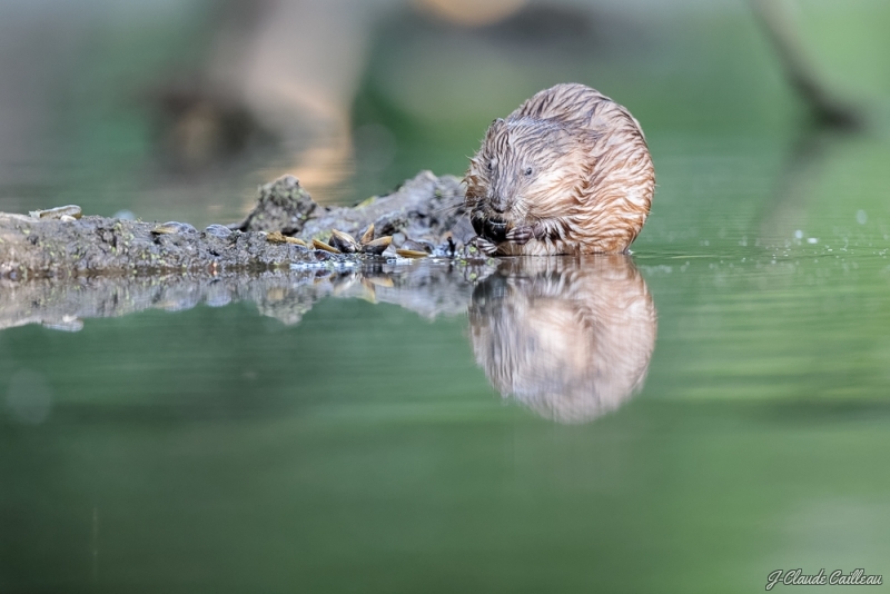 Photo Mammifères Ragondin (Myocastor coypus)