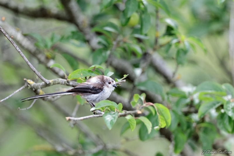 Photo Oiseaux Mésange à longue queue (Aegithalos caudatus)