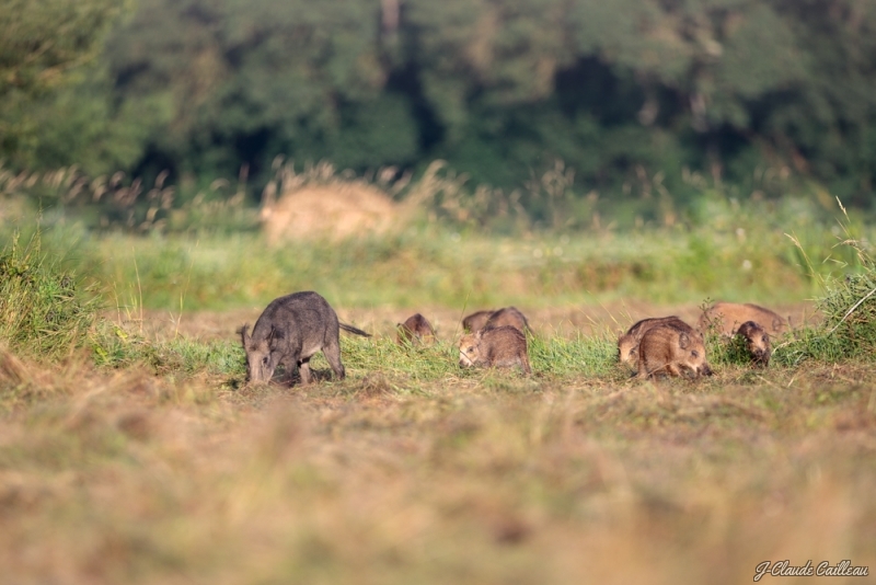 Photo Mammifères Sanglier