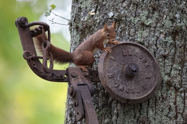 Photo Mammifères Ecureuil roux (Sciurus vulgaris)