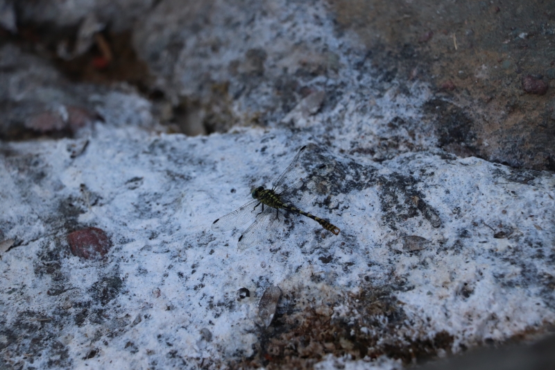 Insectes et Araignées Onychogomphus sp.