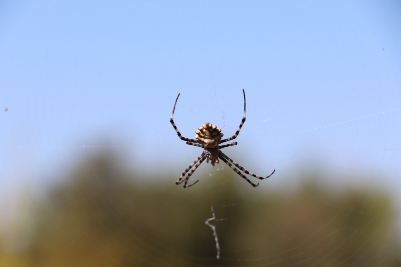 Insectes et Araignées Argiope lobée