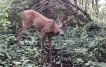 Mammifères Chevreuil (Capreolus capreolus)