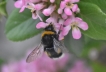 Insectes bourdon terrestre (Bombus terrestris)