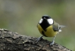 Oiseaux Mésange charbonnière (Parus major)