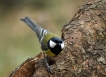 Oiseaux Mésange charbonnière (Parus major)