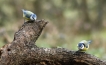 Oiseaux Mésange bleue (Cyanistes caeruleus)