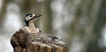 Oiseaux Pic épeiche (Dendrocopos major)