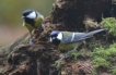 Oiseaux Mésange charbonnière