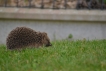  Hérisson commun (Erinacus europaeus)