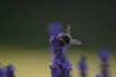 Insectes bourdon terrestre (Bombus terrestris)