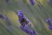 Insectes bourdon terrestre (Bombus terrestris)