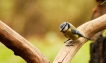 Oiseaux Mésange bleue (Cyanistes caeruleus)