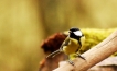 Oiseaux Mésange charbonnière (Parus major)