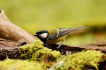 Oiseaux Mésange charbonnière (Parus major)