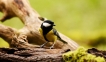 Oiseaux Mésange charbonnière (Parus major)