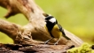 Oiseaux Mésange charbonnière (Parus major)