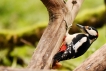 Oiseaux Pic épeiche (Dendrocopos major)