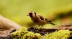 Oiseaux Chardonneret élégant (Carduelis carduelis)