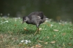 Oiseaux Gallinule poule d\'eau juvénile