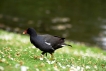 Oiseaux Gallinule poule-d\'eau (Gallinula chloropus)