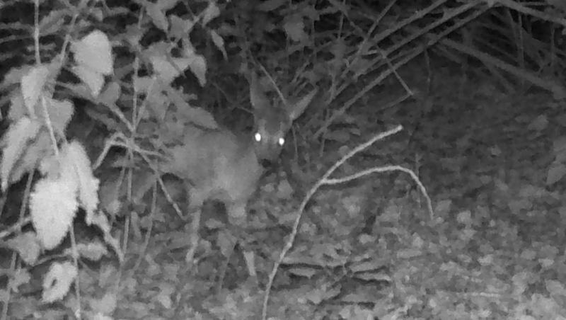 Photo Mammifères jeune chevreuil immature