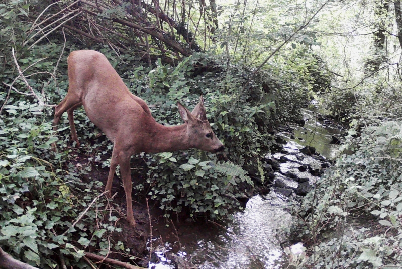 Photo Mammifères Chevreuil (Capreolus capreolus)