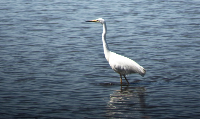 Photo Oiseaux Grande aigrette (Egretta alba)