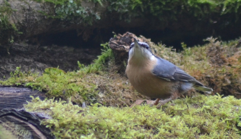 Photo Oiseaux Sittelle torchepot