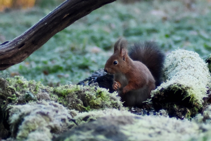 Photo Mammifères Ecureuil roux (Sciurus vulgaris)