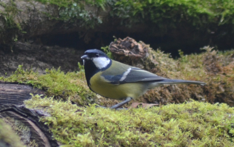 Photo Oiseaux Mésange charbonnière