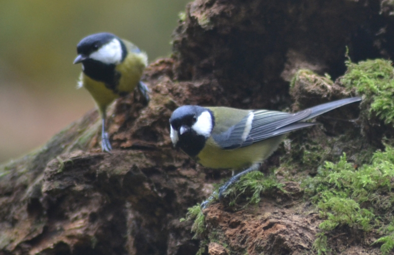 Photo Oiseaux Mésange charbonnière