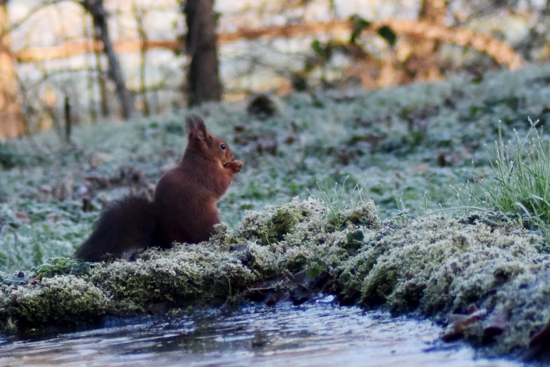 Photo Mammifères Ecureuil roux (Sciurus vulgaris)